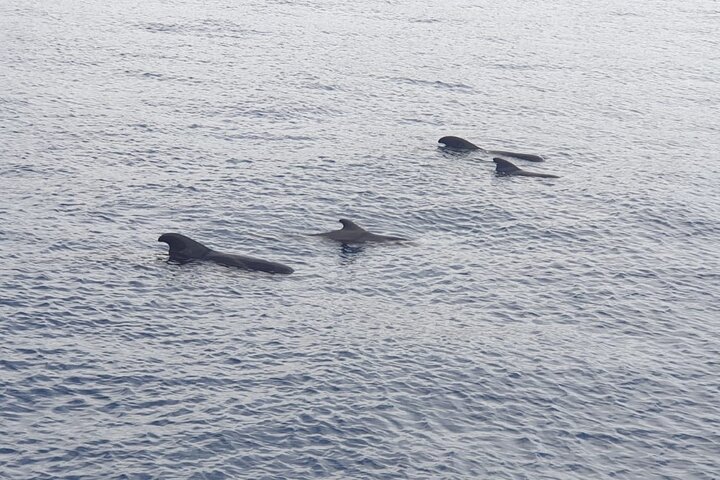 Tenerife Ecoyacht Tour for Whale Watching
