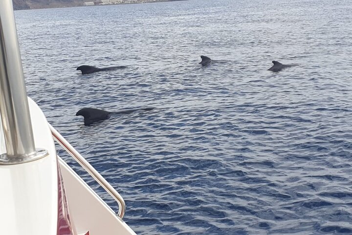 Tenerife Ecoyacht Tour for Whale Watching