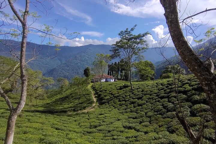 Tea Pluckers' Day