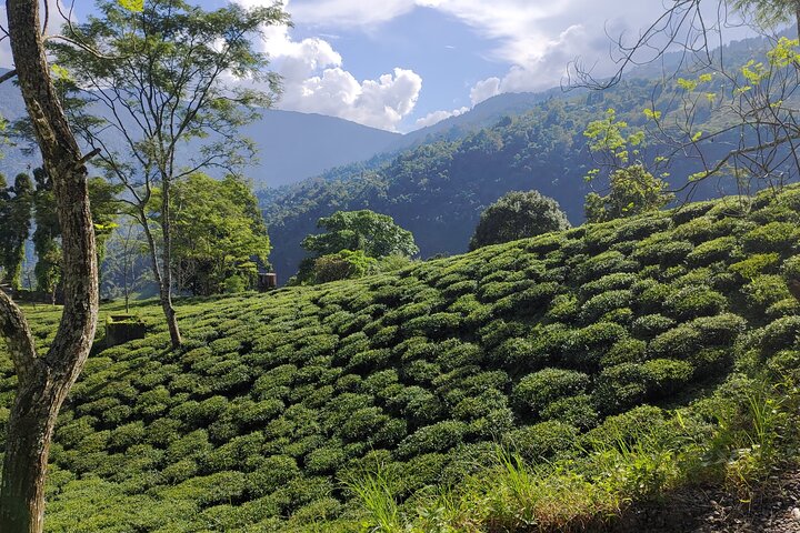 Tea Pluckers' Day