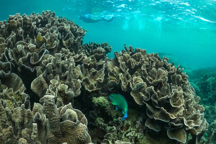 Coral By Kayak - Ningaloo Reef Half Day Kayak & Snorkel Tour
