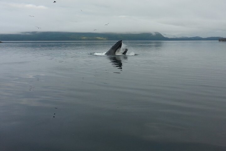 3.5 Hour Crowd-Skipping Whale Tour in Juneau, Alaska