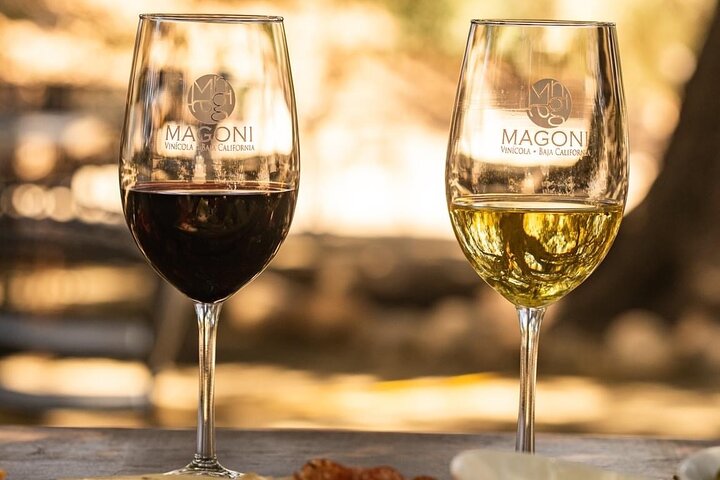 Wine tasting Valle de Guadalupe & Casa Frida