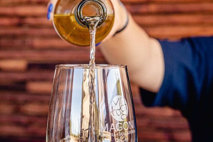 Wine tasting Valle de Guadalupe & Casa Frida