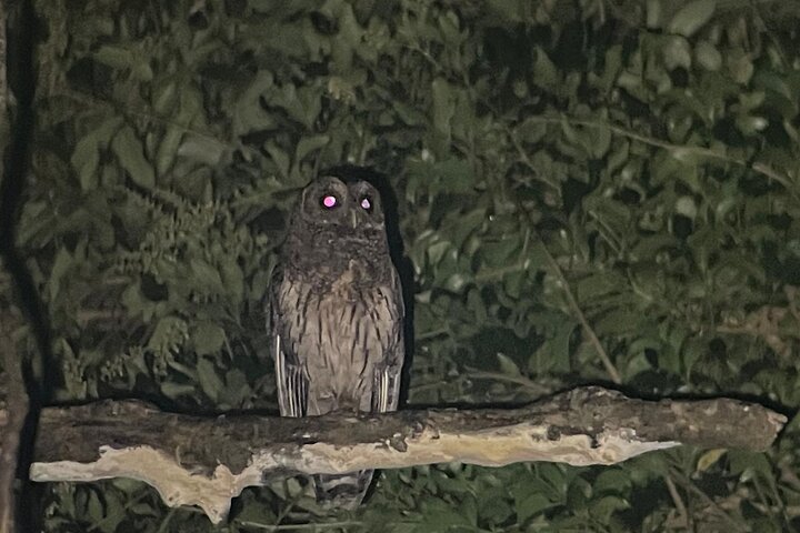 Monteverde Cloud Forest Night Wildlife Experience