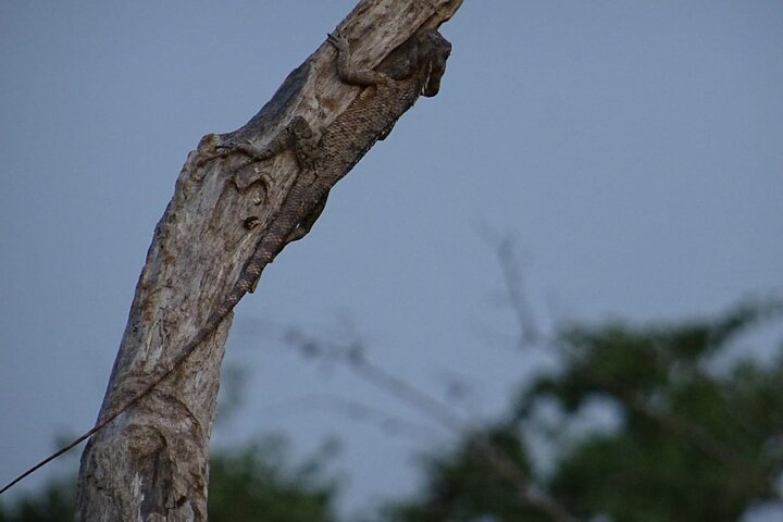 Minneriya National Park Safari | Jeep with Tickets