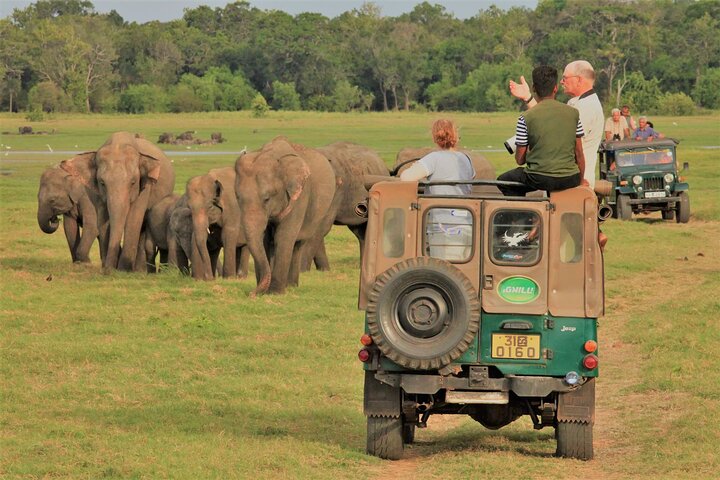 Private Jeep Safari at Minneriya National Park to Visit Elephants