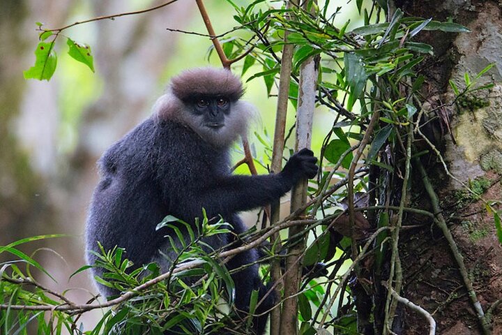 Sinharaja Rainforest Trekking Private Day Trip with Local Lunch