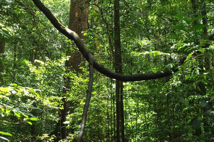 Sinharaja Rainforest Trekking Private Day Trip with Local Lunch