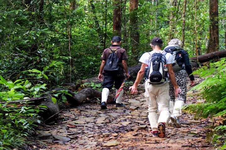Sinharaja Rainforest Trekking Private Day Trip with Local Lunch