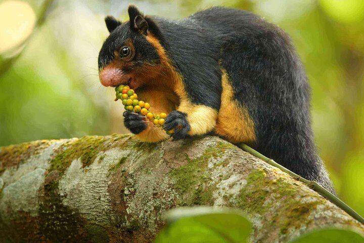 Sinharaja Rainforest Trekking Private Day Trip with Local Lunch