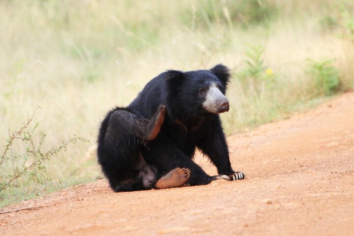 Wilpattu National Park Safari | Jeep with Tickets