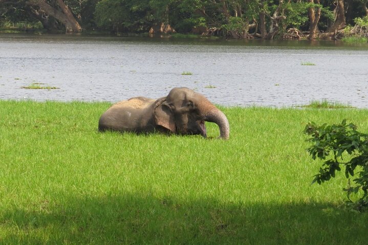 Wilpattu National Park Safari | Jeep with Tickets