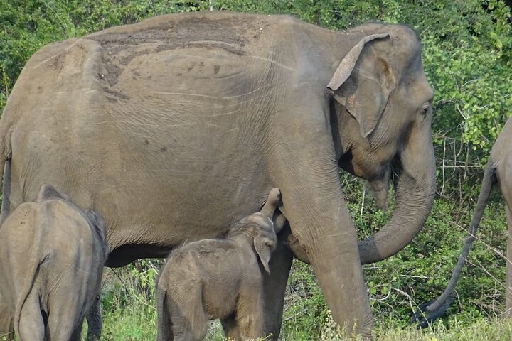 Wasgamuwa National Park Safari | Jeep with Tickets
