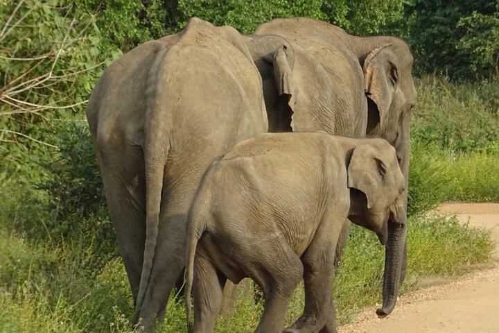 Wasgamuwa National Park Safari | Jeep with Tickets