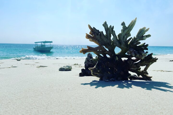 Snorkeling at Dimaniyat Islands and Dolphin Watching (Half-Day)