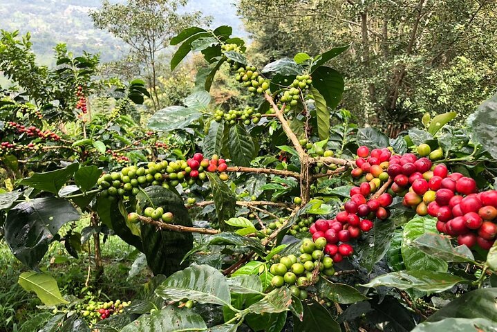 Cocora Valley, Salento and Coffee Farm Day Tour