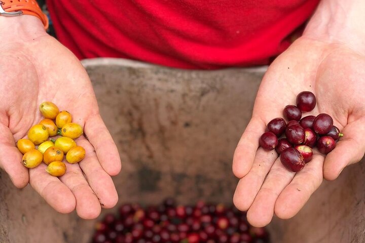 Cocora Valley, Salento and Coffee Farm Day Tour