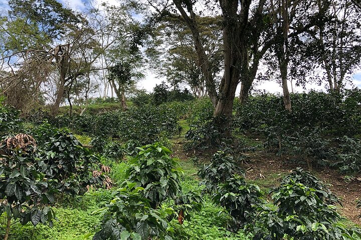 Cocora Valley, Salento and Coffee Farm Day Tour