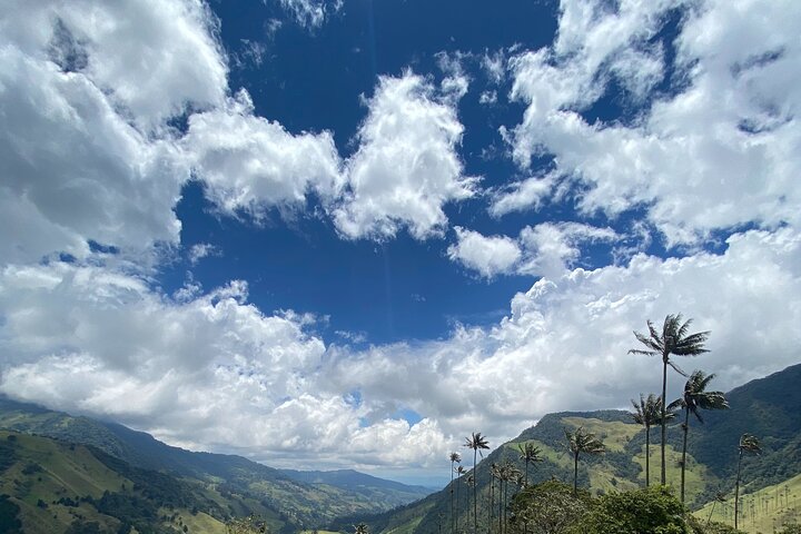Cocora Valley, Salento and Coffee Farm Day Tour