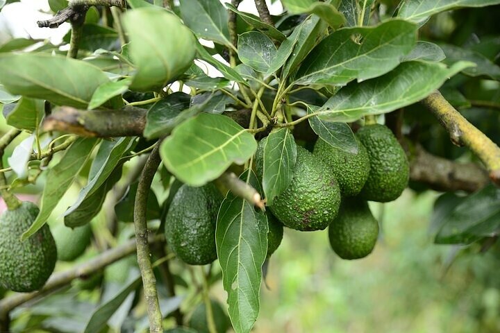 Farmers' Experience in San Agustin