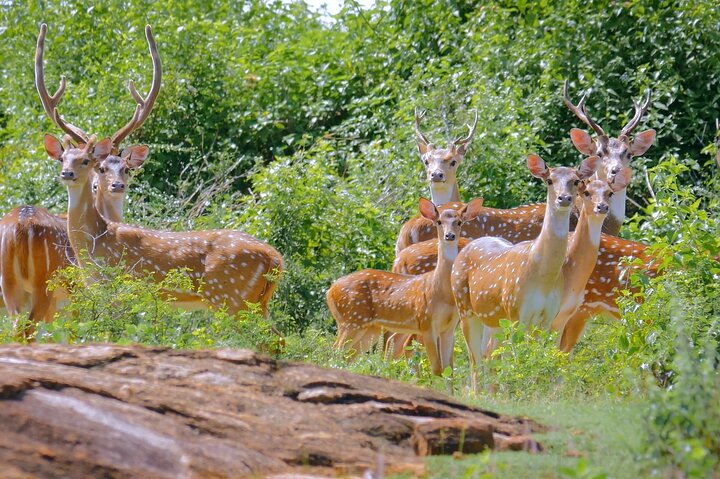 2 Days Tour of Double Safari (Yala & Udawalawe) - All Inclusive