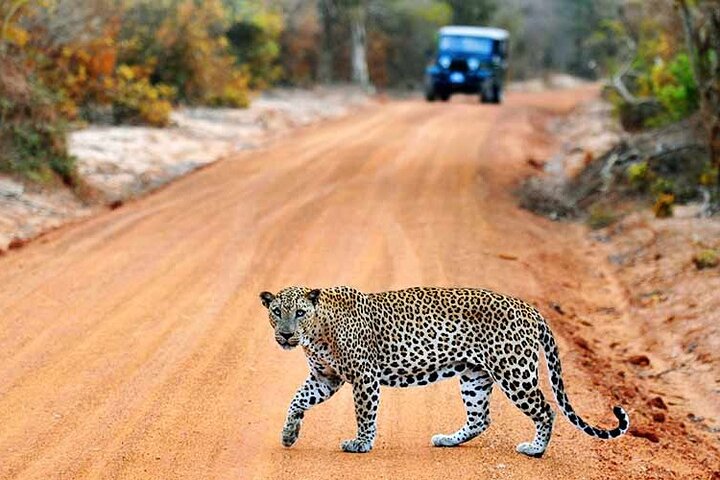 GO WILD! Double Safari Day Trip (Yala & Udawalawe) - Private & All Inclusive
