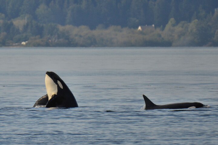 Summer Victoria Whale Watching Tour on a Covered Vessel
