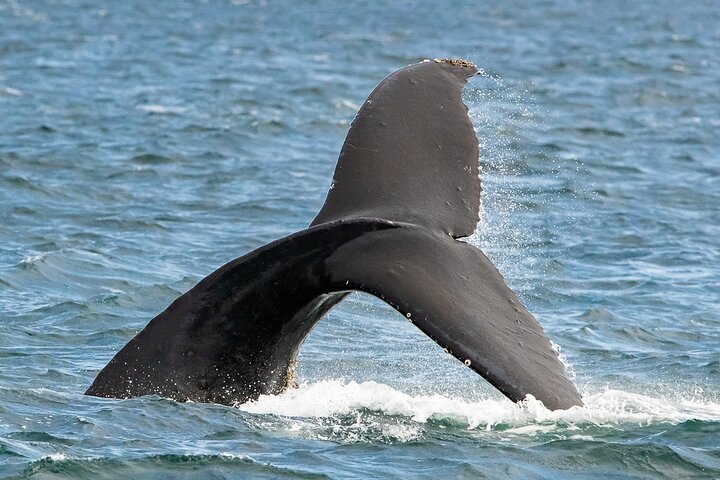 Summer Victoria Whale Watching Tour on a Covered Vessel