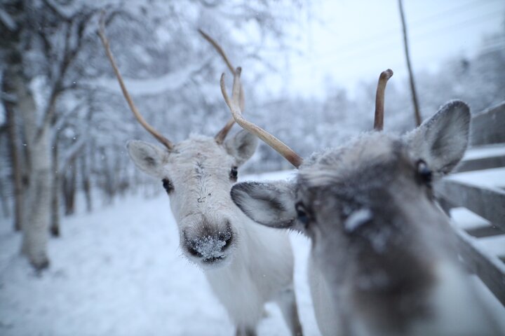 Santa Claus Village, Husky and Reindeers Combo Safari