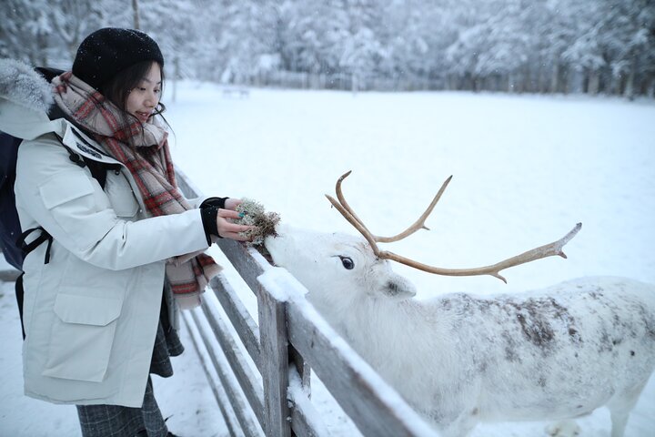 Santa Claus Village, Husky and Reindeers Combo Safari