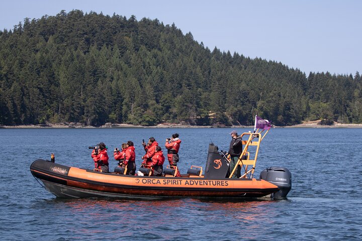 Summer Whale Watching Tour in a Zodiac Boat in Victoria