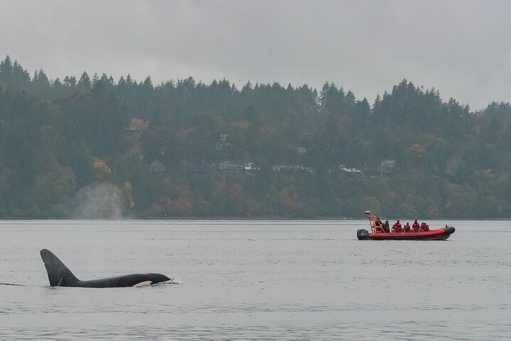 Summer Whale Watching Tour in a Zodiac Boat in Victoria