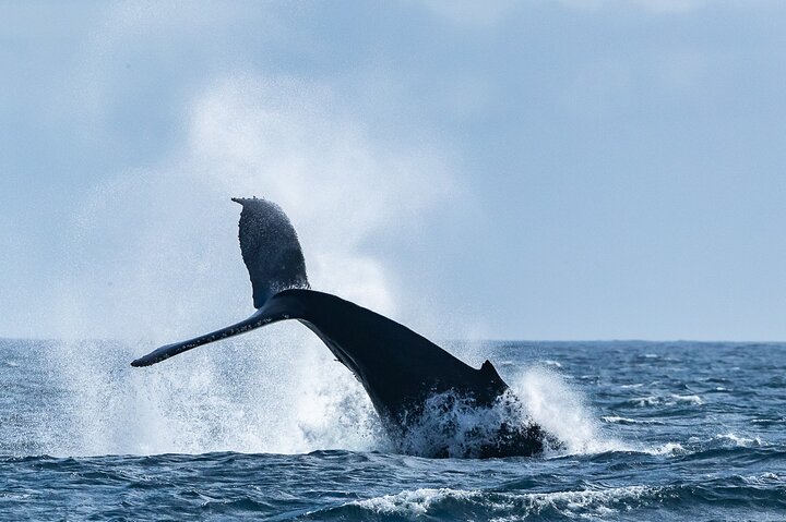 Summer Whale Watching Tour in a Zodiac Boat in Victoria