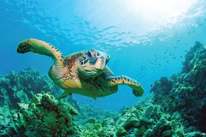 Full Day Tour 5 Island to Ile Aux Cerfs Incl. Lunch and Transfer
