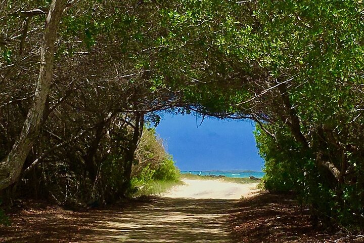 Day Trip to Isabela Island and Tintoreras in Galápagos