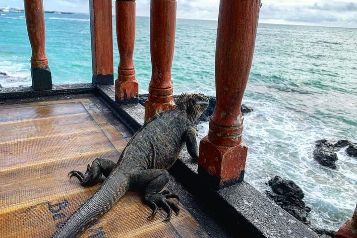 Day Trip to Isabela Island and Tintoreras in Galápagos