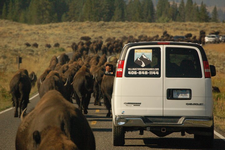 Upper Loop Tour and Lamar Valley from West Yellowstone with Lunch