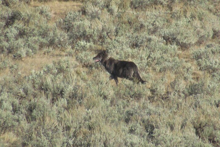 Upper Loop Tour and Lamar Valley from West Yellowstone with Lunch