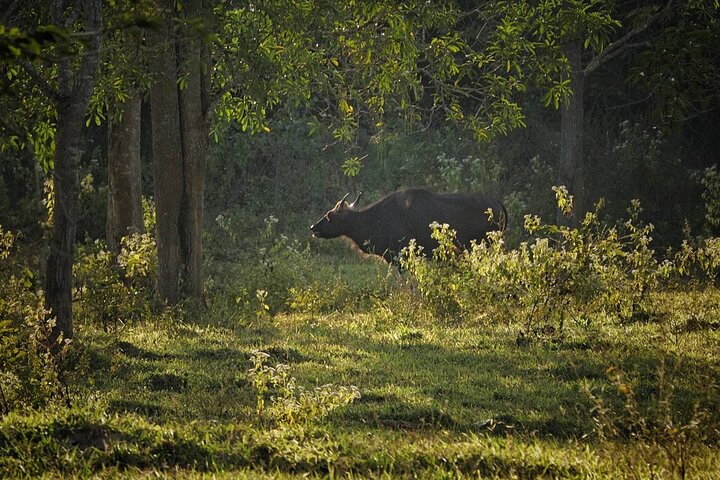 Elephant and Wildlife Watching in Kuiburi National Park - Private Afternoon Tour