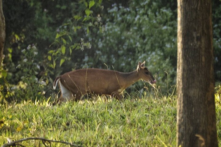 Elephant and Wildlife Watching in Kuiburi National Park - Private Afternoon Tour