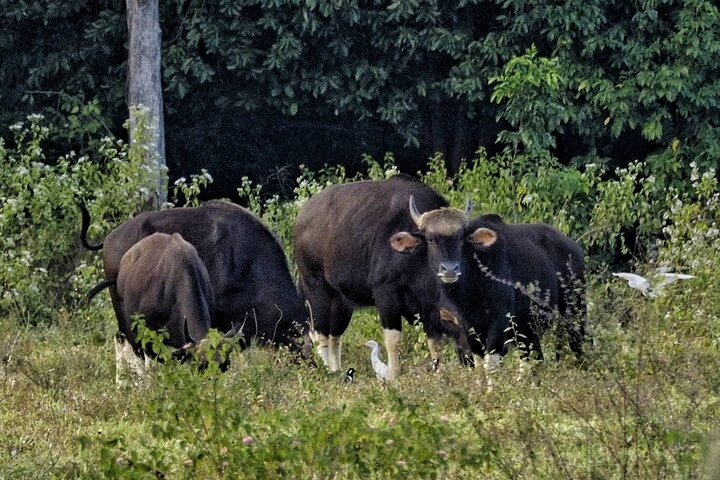 Elephant and Wildlife Watching in Kuiburi National Park - Private Afternoon Tour