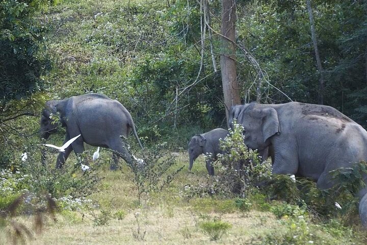 Elephant and Wildlife Watching in Kuiburi National Park - Private Afternoon Tour