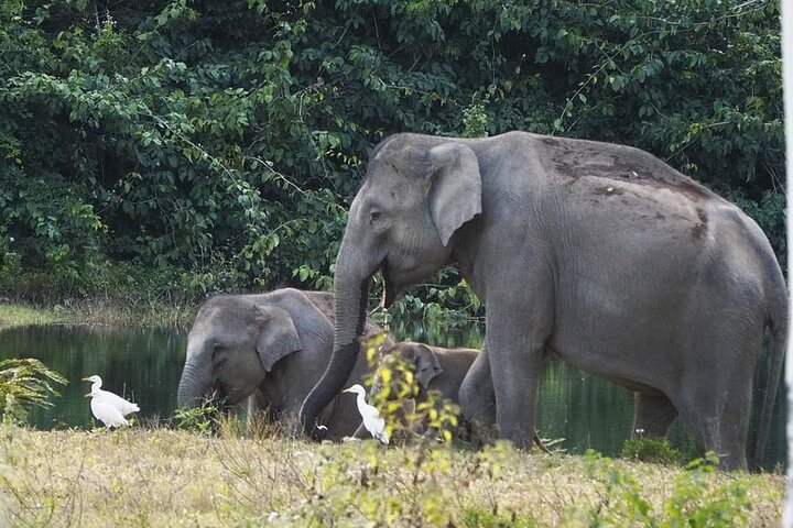 Elephant and Wildlife Watching in Kuiburi National Park - Private Afternoon Tour