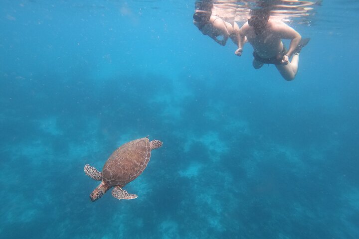 Snorkel Adventure at Bonaire Marine Park