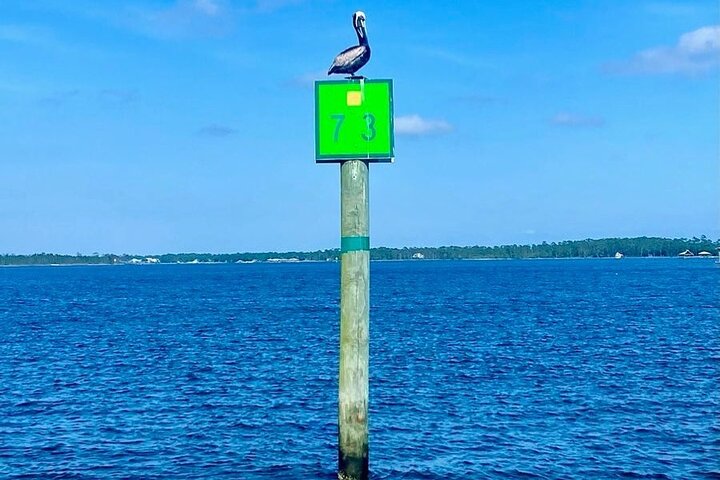 2-Hour Dolphin and Nature Eco Tour from Orange Beach