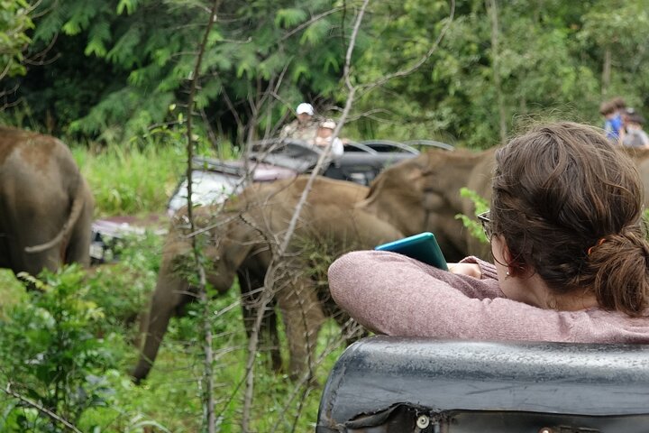 Half Day Safari Guided Tour