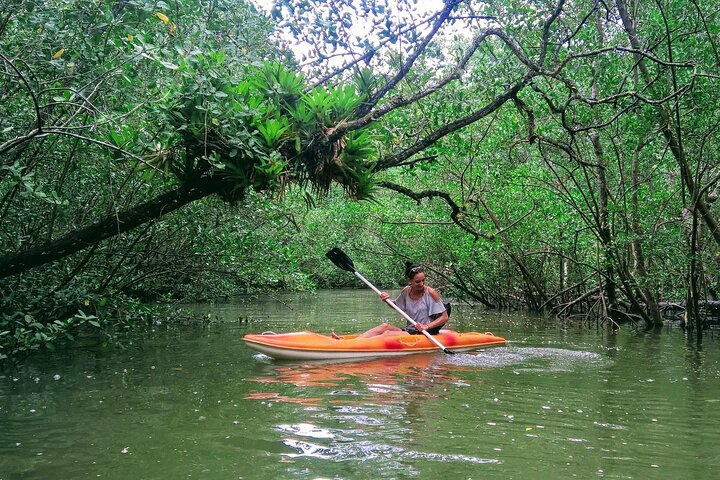 Kayaking Mangroves Natural reserve.