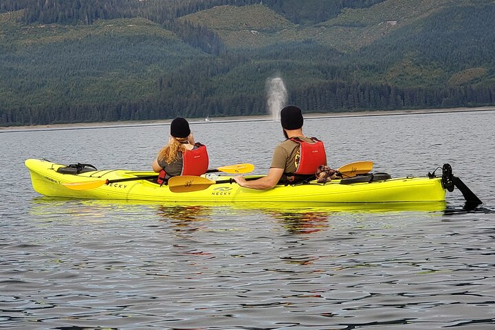 Kayak Tours