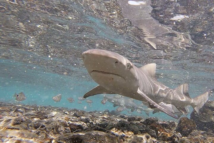 Sal Island Lemon Shark Experience with Native Guide